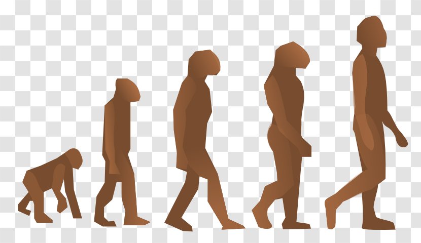 Human Evolution Homo Sapiens Biology Origen Del Hombre - Science Transparent PNG
