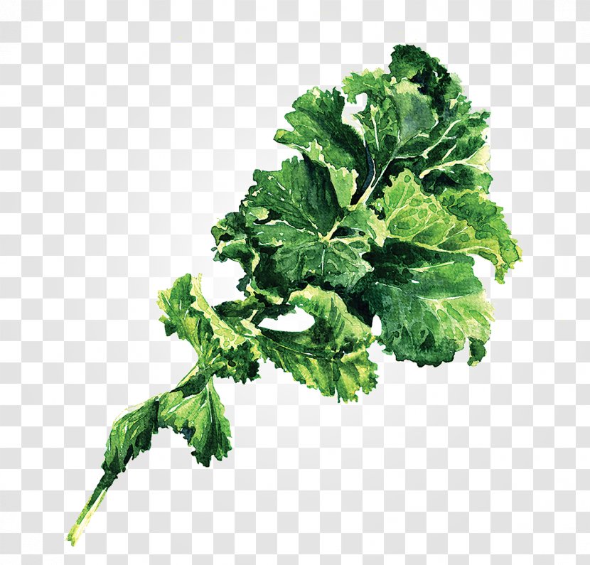 Lacinato Kale Leaf Vegetable Stock Photography - Parsley - Cabbage Transparent PNG