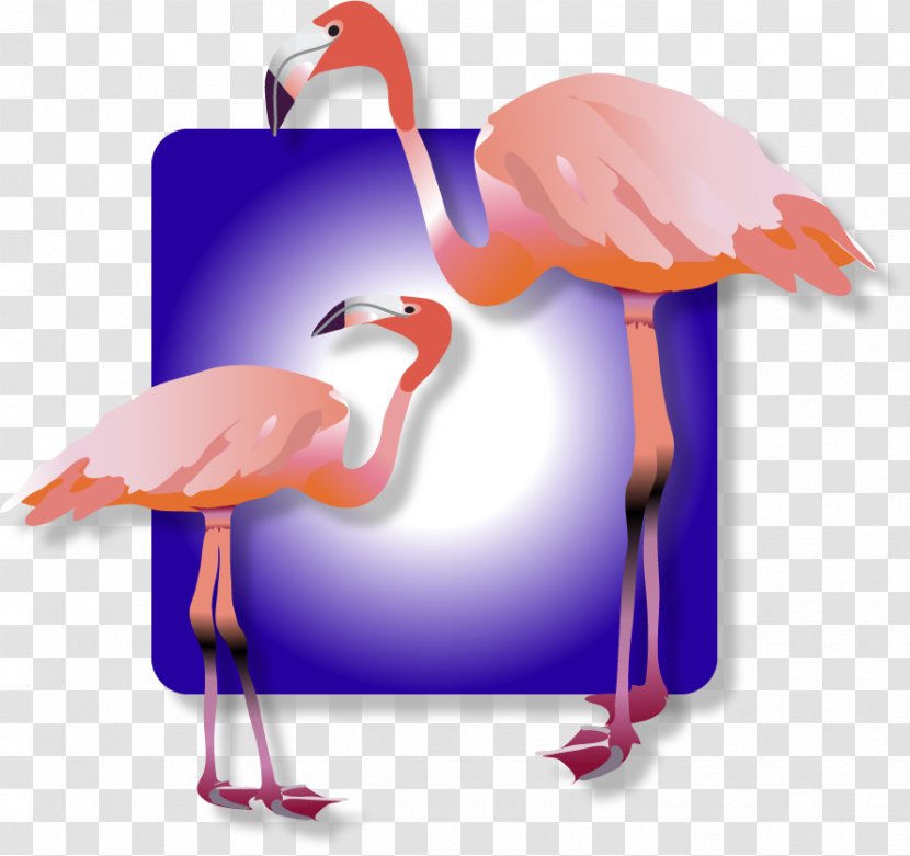 Water Bird Beak - Flamingos Transparent PNG