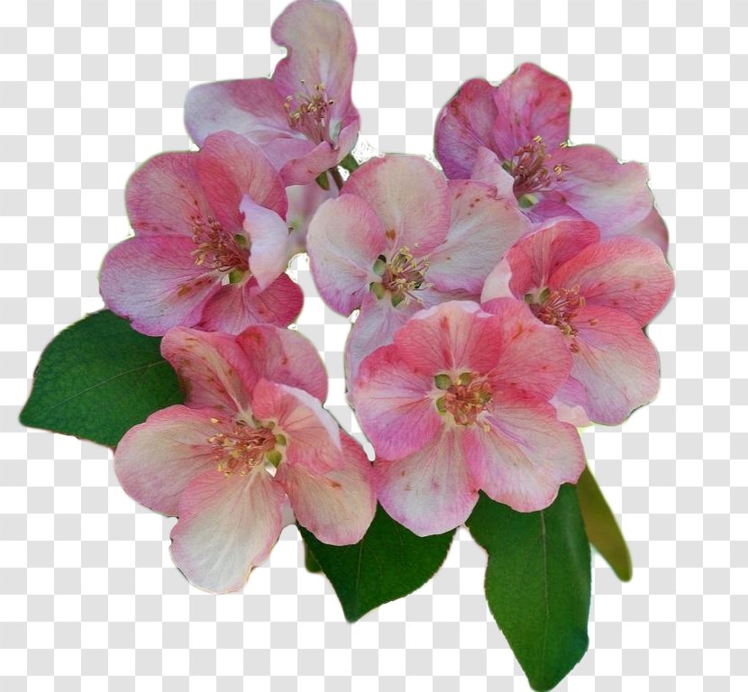 Blossom Pink Plant - Cut Flowers - Peach Transparent PNG