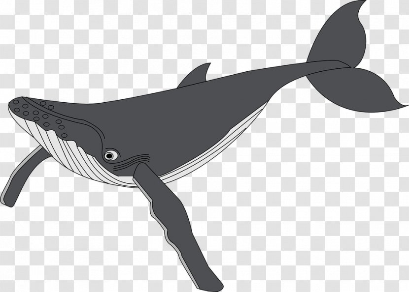 Humpback Whale Clip Art - Mammal - Cute Transparent PNG