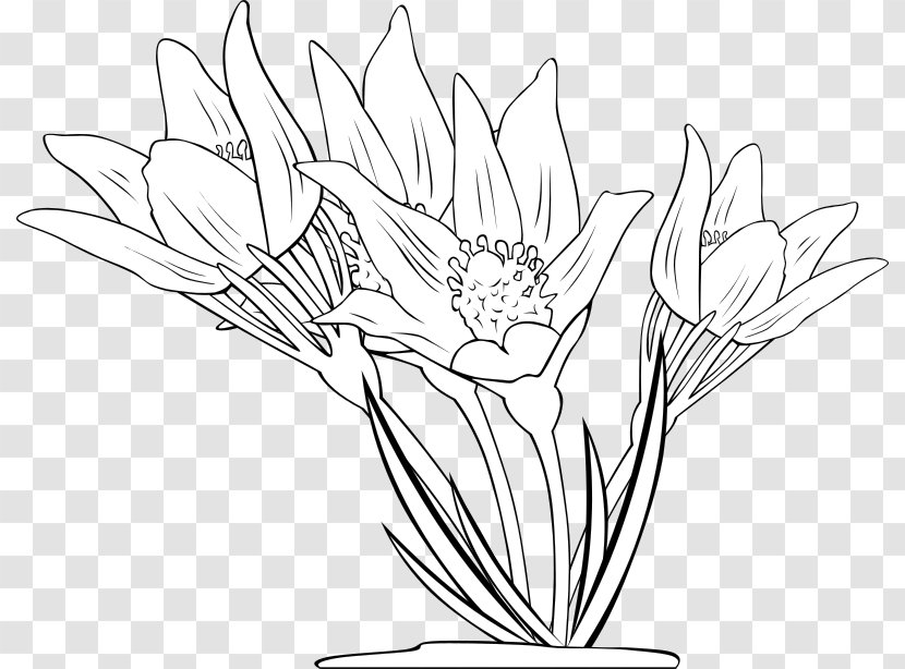 Flower Coloring Book Clip Art - White - Anemone Transparent PNG