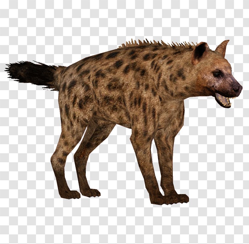 Spotted Hyena Icon Clip Art Transparent PNG