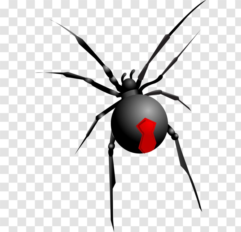 Spider Halloween Clip Art - Arachnid - Black Transparent PNG
