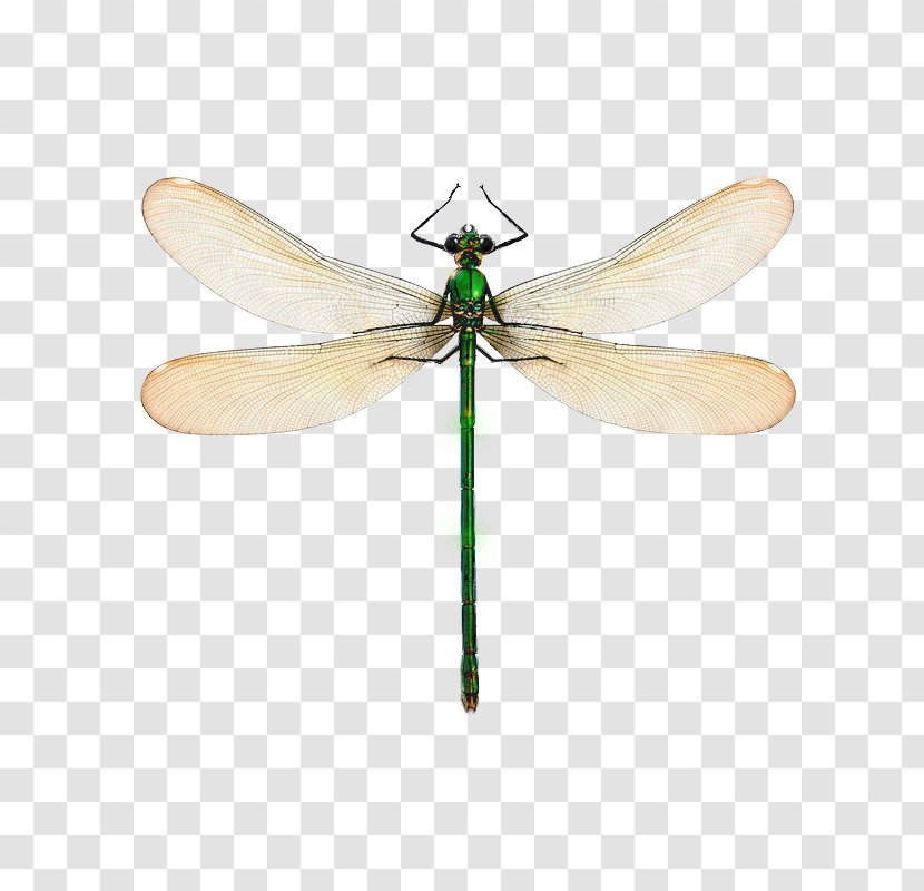 Dragonfly Poster LACUVA Anax Parthenope Design - Chain Reaction Anaheim Transparent PNG