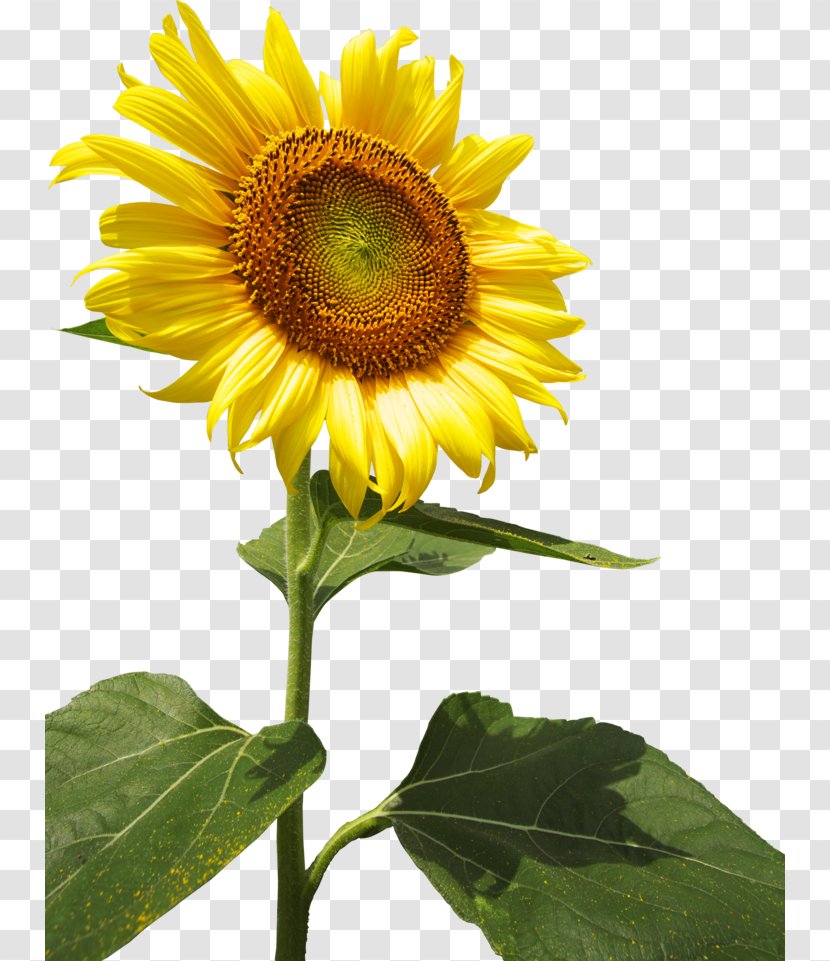 Common Sunflower Seed Annual Plant Select Price - Daisy Family - Caller ID Transparent PNG