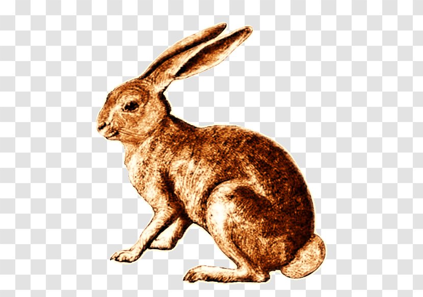 Hare Domestic Rabbit Dutch Cottontail - Terrestrial Animal - Retro Transparent PNG