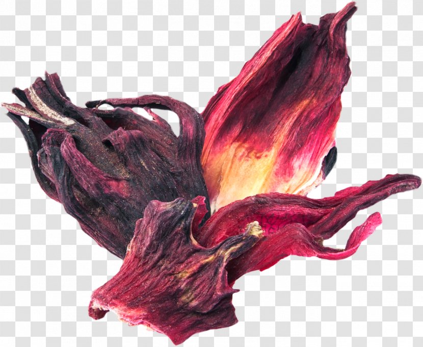 Hibiscus Tea Petal Flower Roselle - Fruit - Witch Transparent PNG