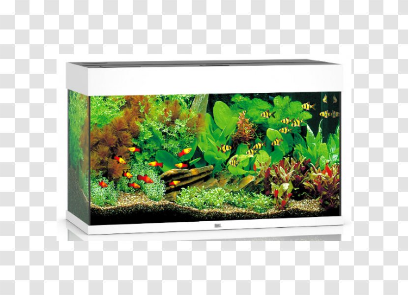 Aquarium Zoohit Pet Shop Fishkeeping - Fish - White Transparent PNG