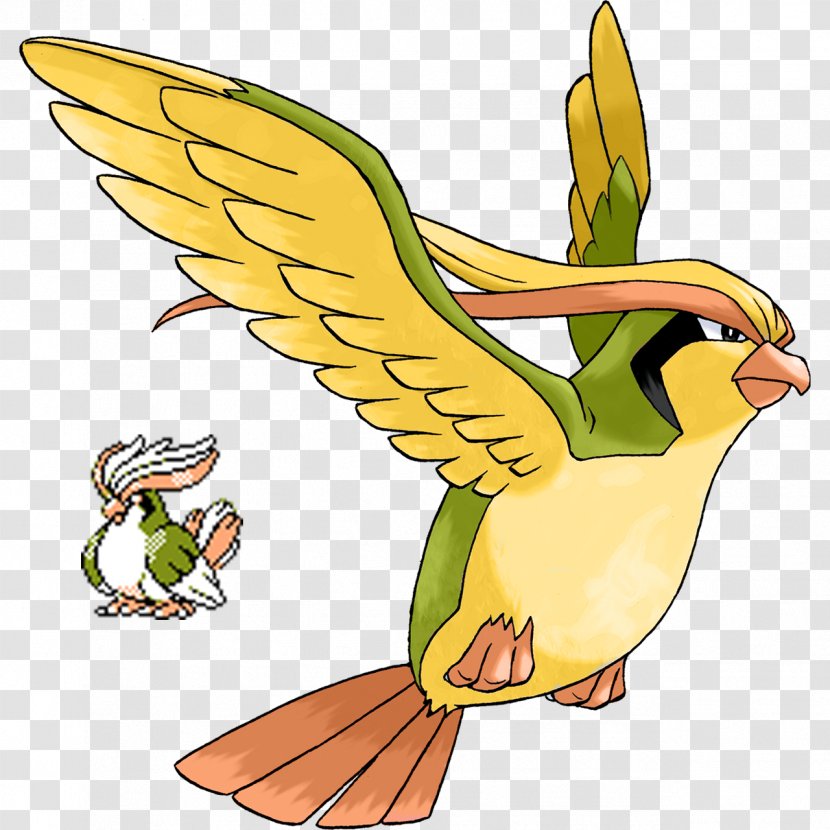 Pokémon GO Battle Revolution Pidgeotto - Parakeet - Pokemon Go Transparent PNG