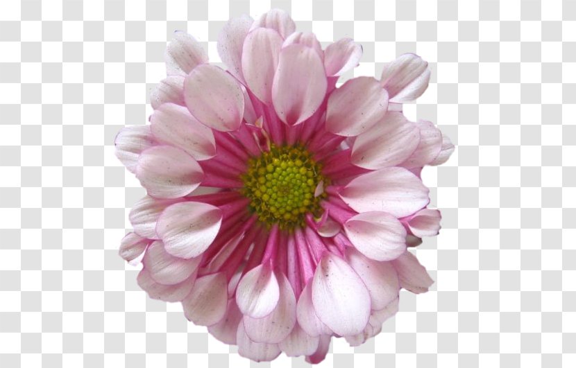 Chrysanthemum Marguerite Daisy Cut Flowers Dahlia Petal - Aster Transparent PNG