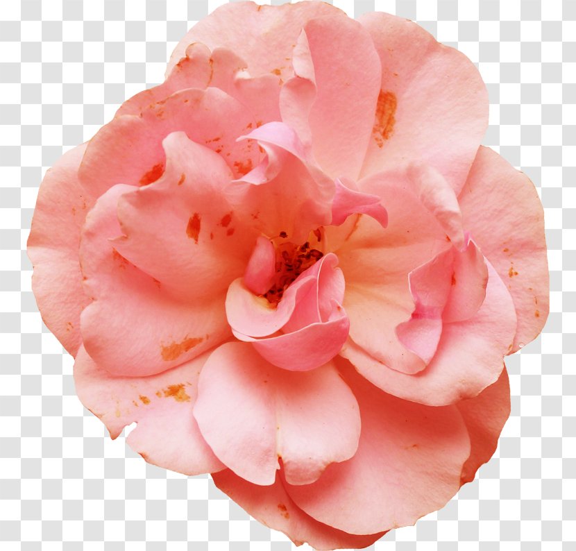 Garden Roses Centifolia Pink Petal - Rose Family Transparent PNG
