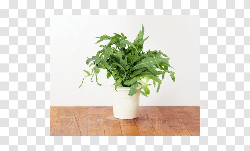Garden Arugula Hydroponics Lemon Balm Basil - Plant - Herb Transparent PNG