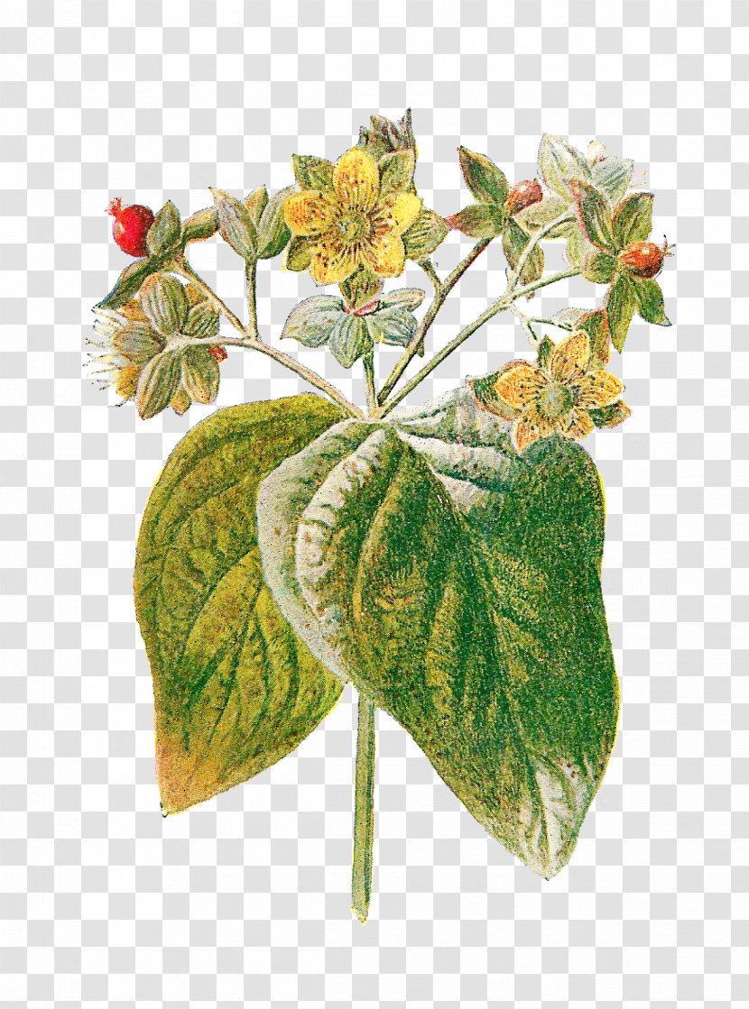 Perforate St John's-wort Hypericum Androsaemum Familiar Wild Flowers Plant - Flowering - Botanical Transparent PNG