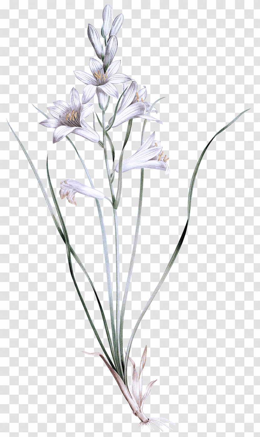 Lavender Transparent PNG