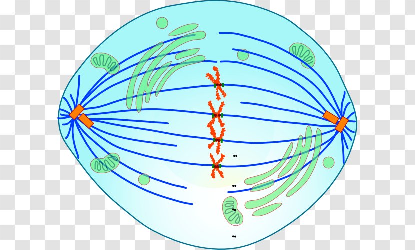Metaphase Mitosis Anaphase Meiosis Cell - Interphase - Chores Transparent PNG