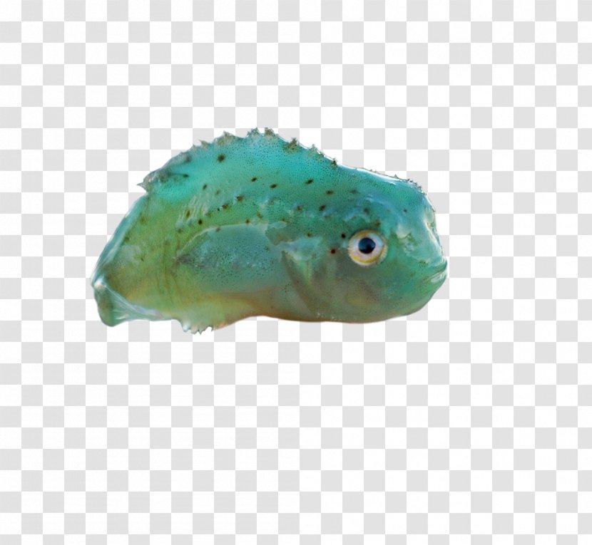 Lumpsucker Fish Cyclopterus Lumpus Animal Marine Biology - Reddit Transparent PNG