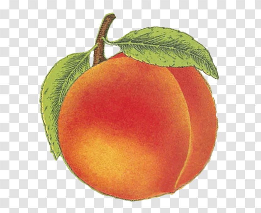 Blood Orange Peach Food Vegetarian Cuisine Wine - Citrus - Drink Transparent PNG