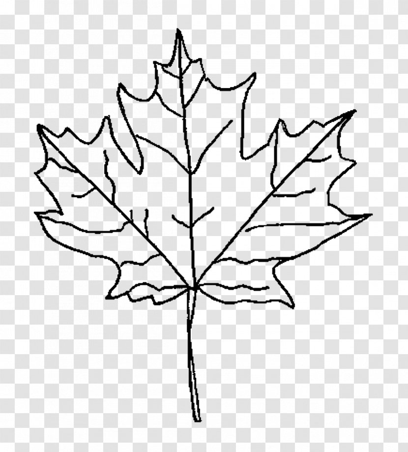 Maple Leaf Drawing Red Clip Art - Symmetry Transparent PNG