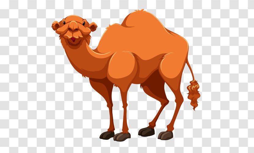 Bactrian Camel Dromedary Clip Art - Mammal - Cartoon Transparent PNG