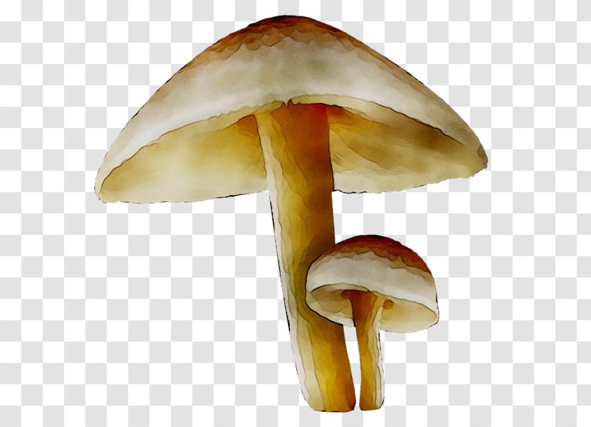 Clip Art Edible Mushroom Common - Medicinal Transparent PNG