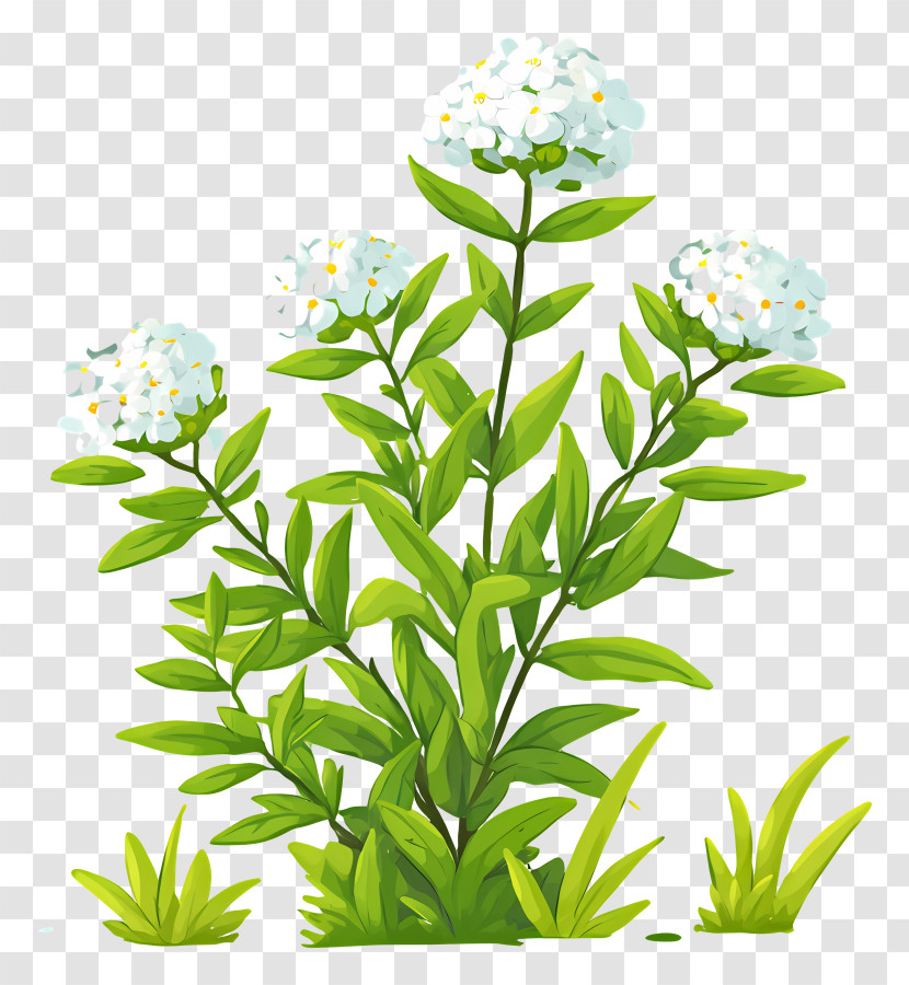 White Flowering Bush Illustration Transparent PNG