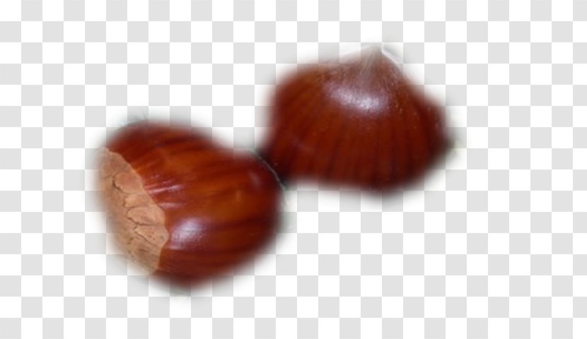 Chestnut - Ingredient - Fruit Sec Transparent PNG