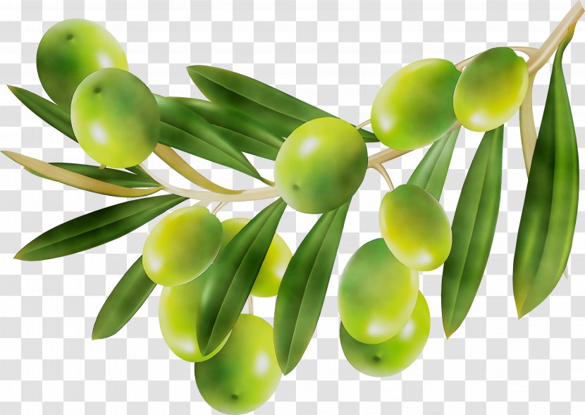 Olive Oil Vegetable Cooking Oils - Gift Transparent PNG