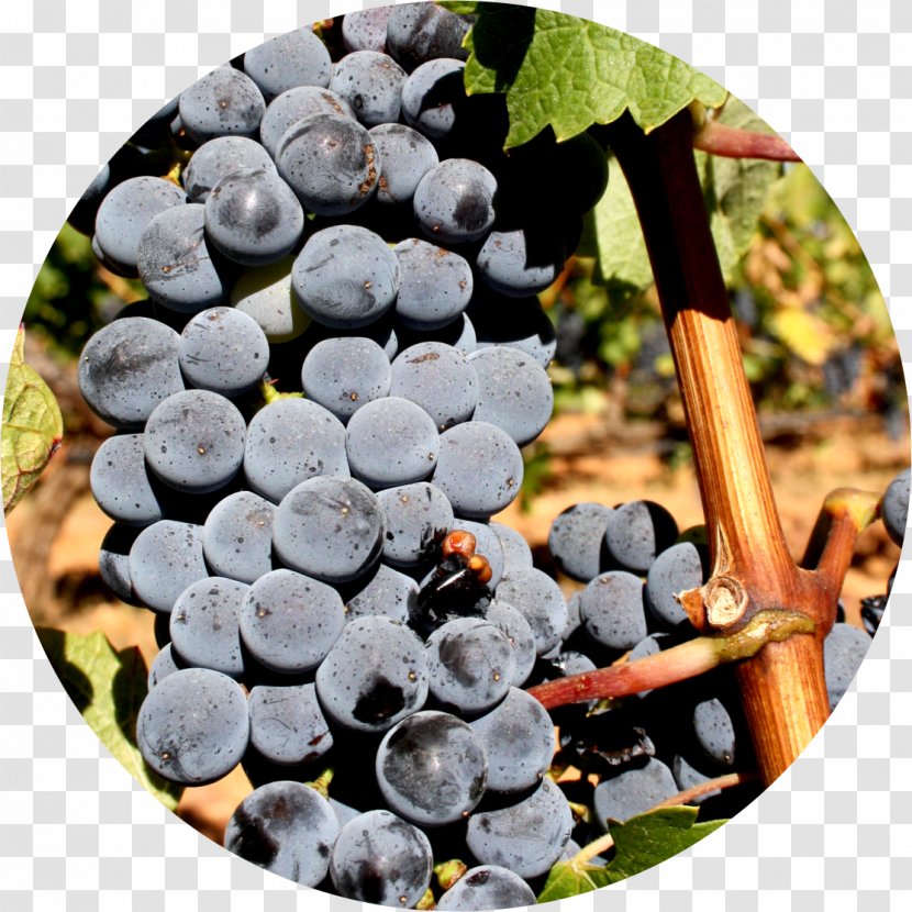 Grape Alicante Bouschet Portuguese Wine Varietal Transparent PNG