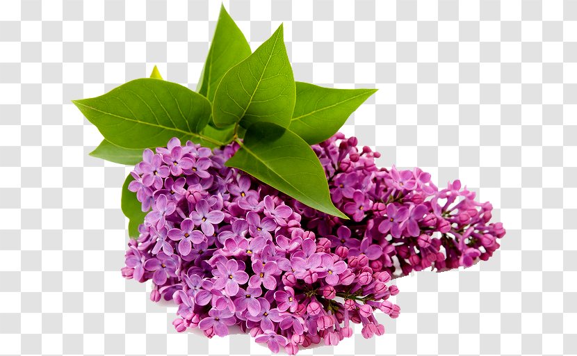 Common Lilac Oil Of Clove Flower Eugenol - Purple - Roses Wallpaper Transparent PNG