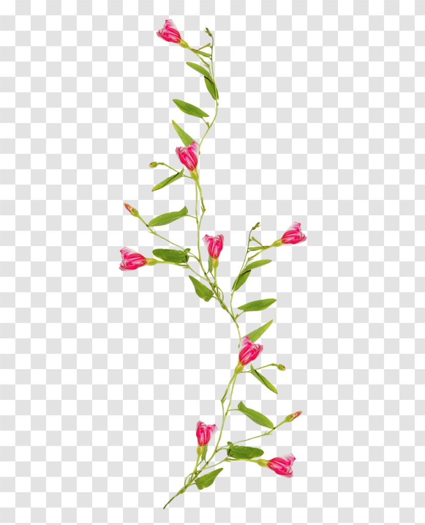 Floral Design Flower Vine Drawing Clip Art - Plant Stem Transparent PNG