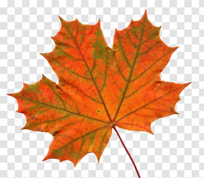 Big Maple Leaf Clip Art Red - Tree - Leaves Shading Transparent PNG