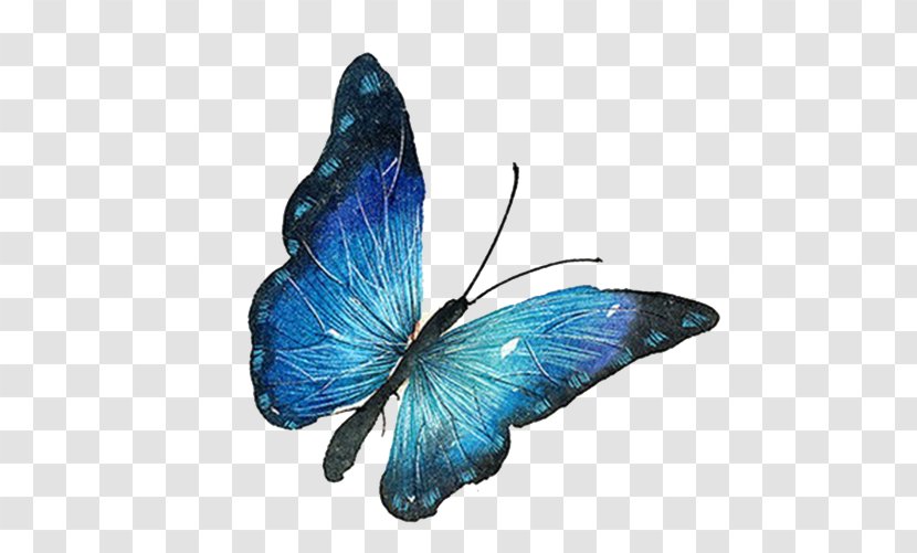 Butterfly Euclidean Vector - Insect - Blue Transparent PNG