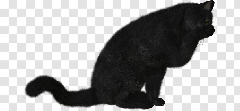 Black Cat Bombay Kitten Domestic Short-haired Whiskers - Mammal Transparent PNG