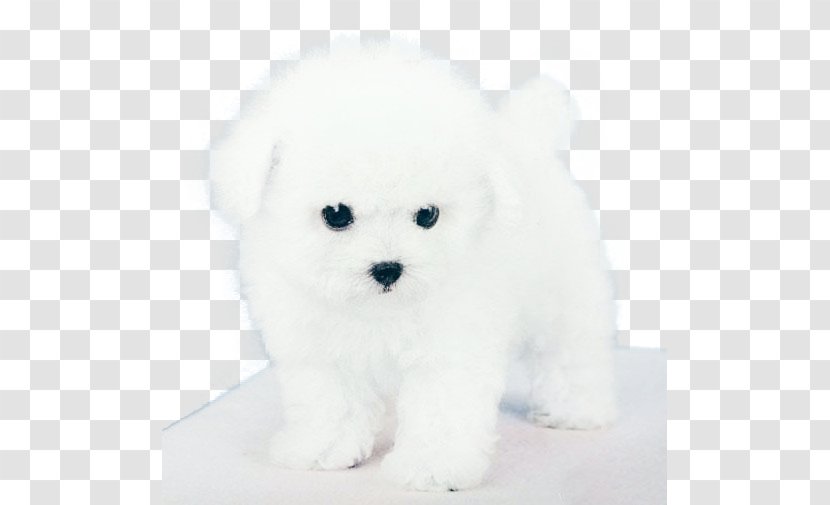 Maltese Dog Bichon Frise Bolognese Havanese Miniature Poodle - White - Puppy Transparent PNG