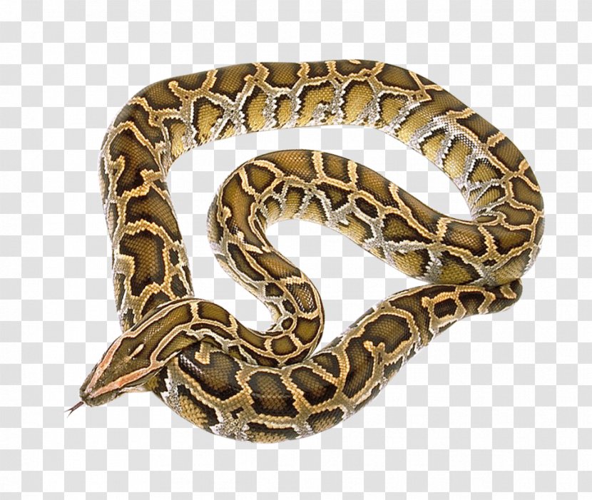 Snake Python - Terrestrial Animal Transparent PNG