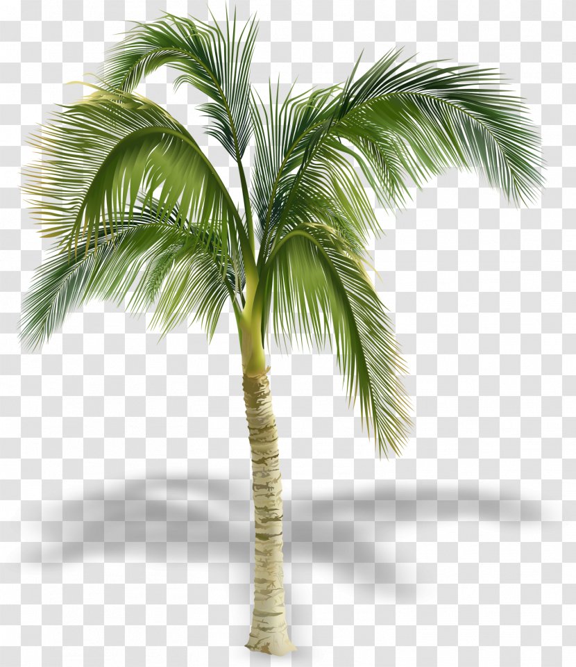 Arecaceae Stock Photography Tree Royalty-free - Date Palm - Pretty Coconut Shadow Transparent PNG