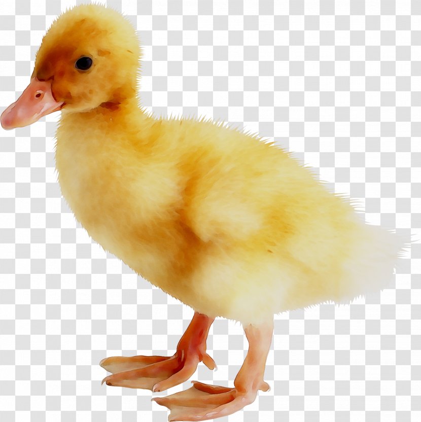 Duck Goose American Pekin Bird Poultry - Chicken - Waterfowl Transparent PNG