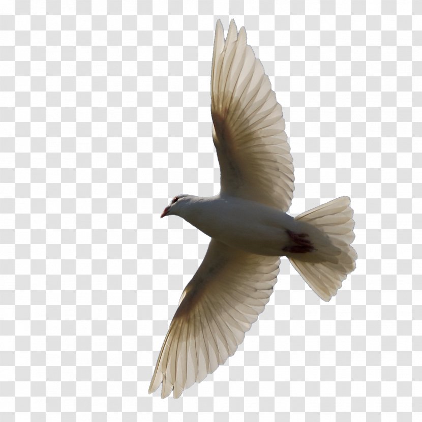 Bird Homing Pigeon Clip Art - Pigeons Fly Material Transparent PNG