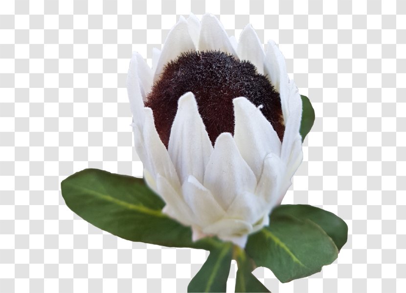Flowering Plant - Petal - Protea Flower Transparent PNG