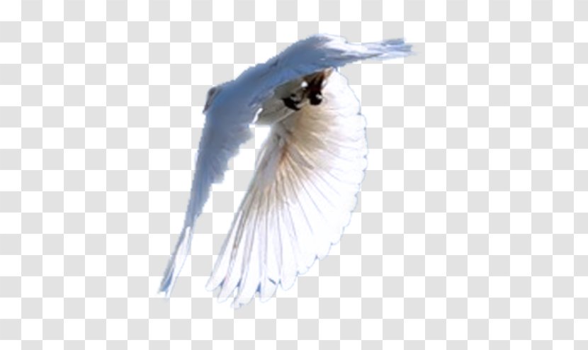 Close-up Eyelash Feather Beak Transparent PNG
