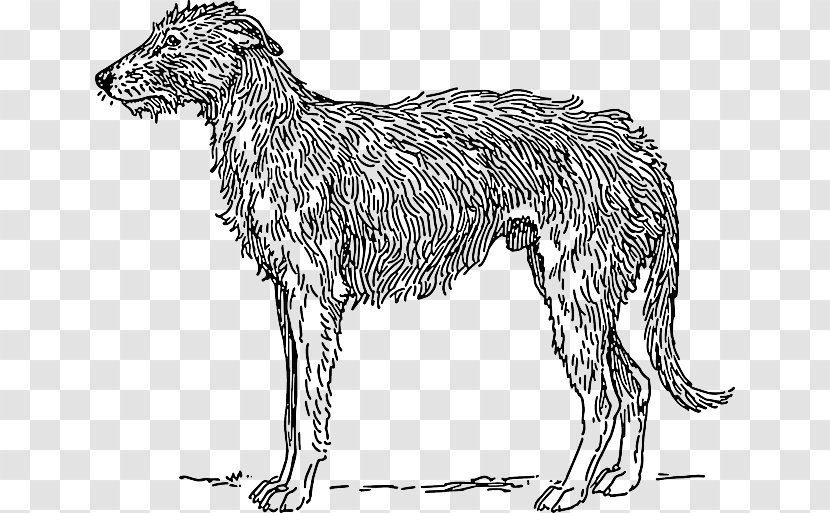 Scottish Deerhound Borzoi Basset Hound Clip Art - Dog - Fur Transparent PNG