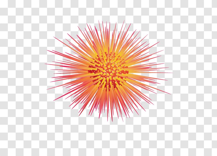 Sea Urchin Euclidean Vector - Biological Illustration - Decorative Pattern,Article Radiation,Apricot Red Transparent PNG