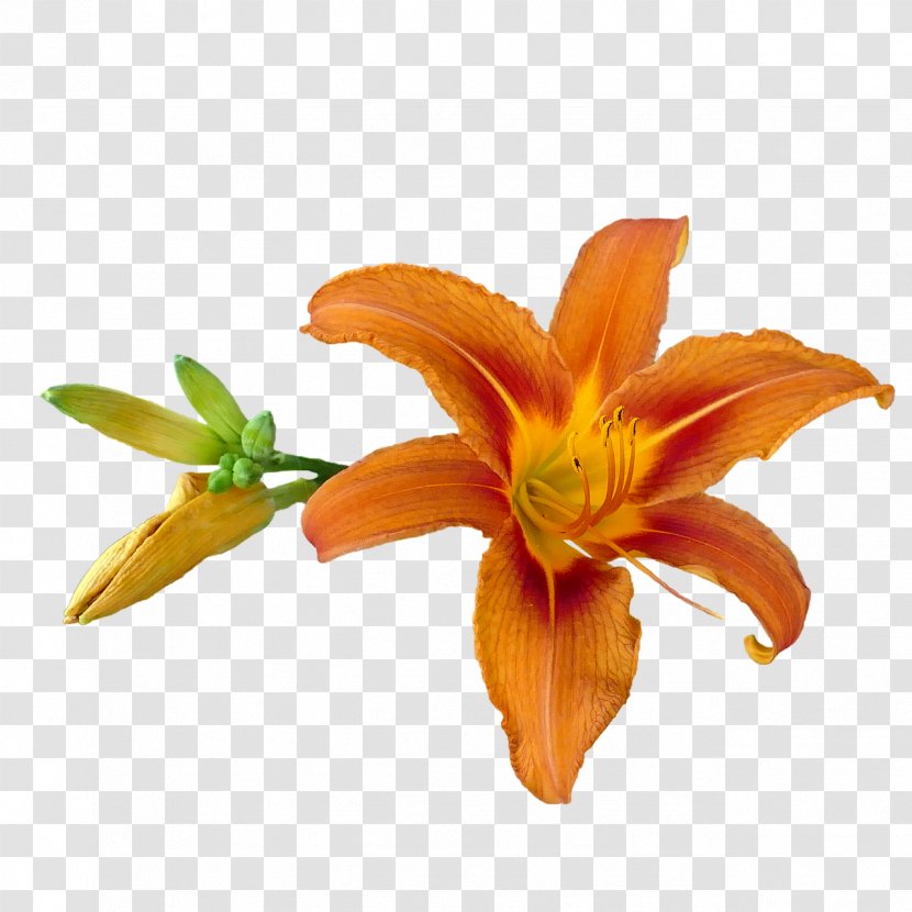 Image Tiger Lily Orange Photography - Flowering Plant Transparent PNG