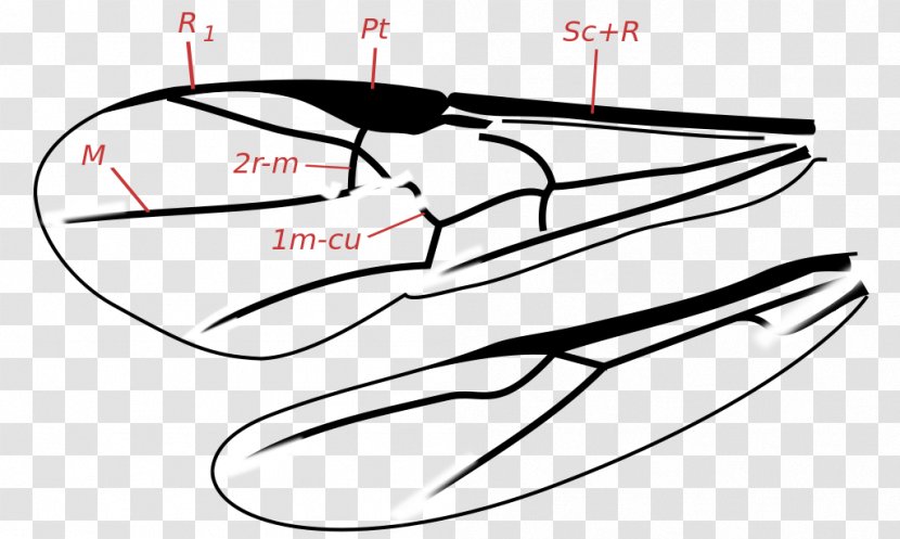 Insect Ichneumon Wasps Spathius Agrili Parasitoid Wasp - Tree Transparent PNG