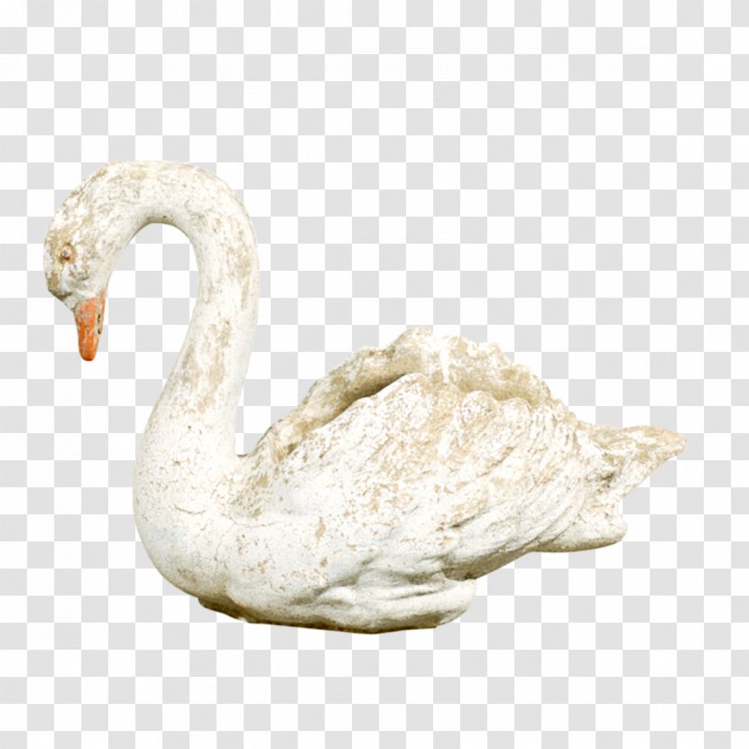Cygnini White Swan Transparent PNG
