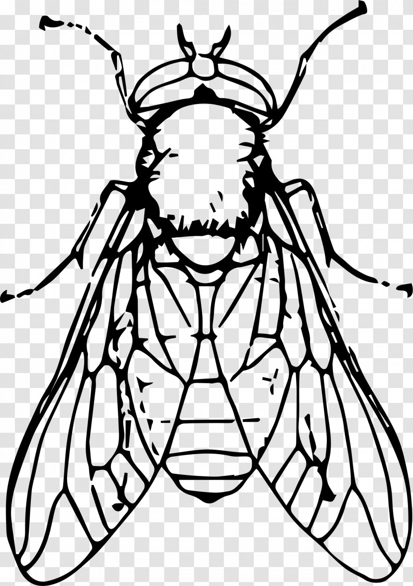 Insect Black And White Drawing Clip Art - Frame - Flies Transparent PNG