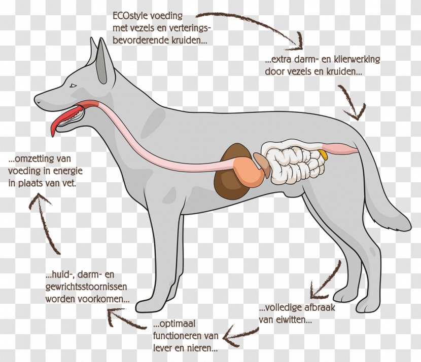 Dog Anatomy Gastrointestinal Tract Digestion Human Digestive System - Fauna Transparent PNG