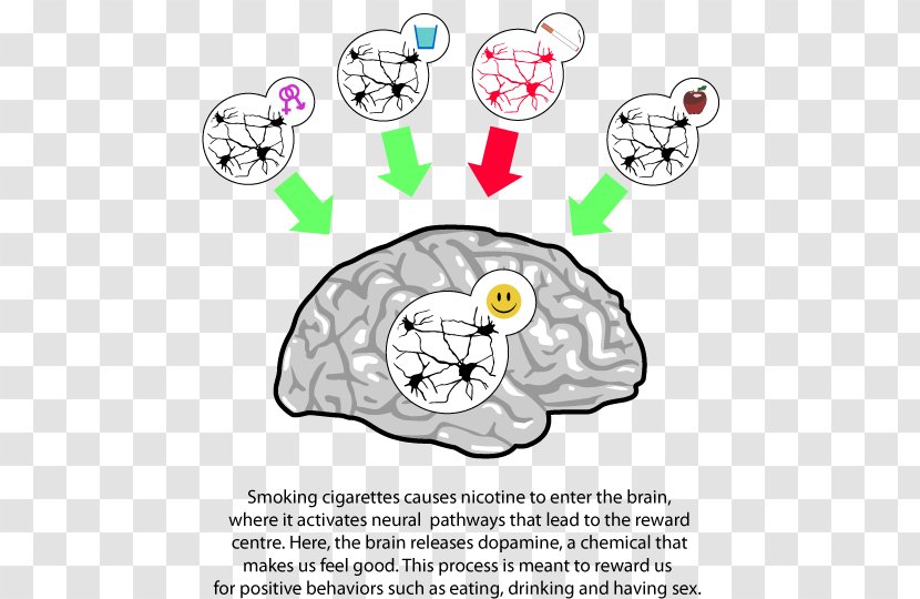Tobacco Smoking Nicotine Dependence Brain - Flower - Effects On The Body Transparent PNG