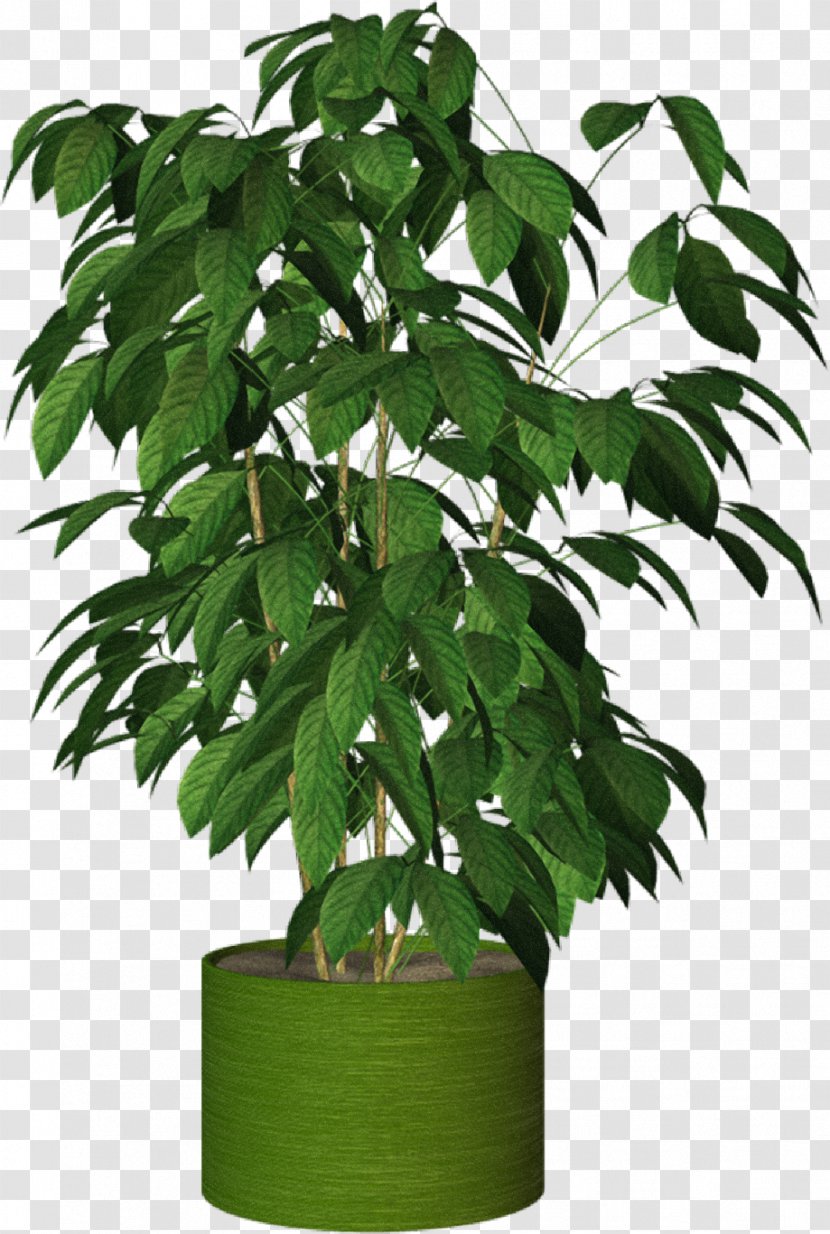 Howea Forsteriana Houseplant Tree - Flowerpot - Potted Plant Transparent PNG